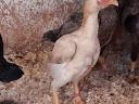 Breeding eggs available from Ko-shamo dwarf poultry