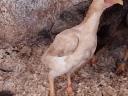 Breeding eggs available from Ko-shamo dwarf poultry