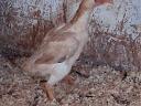 Breeding eggs available from Ko-shamo dwarf poultry