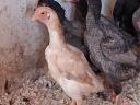 Breeding eggs available from Ko-shamo dwarf poultry