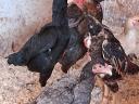 Breeding eggs available from Ko-shamo dwarf poultry