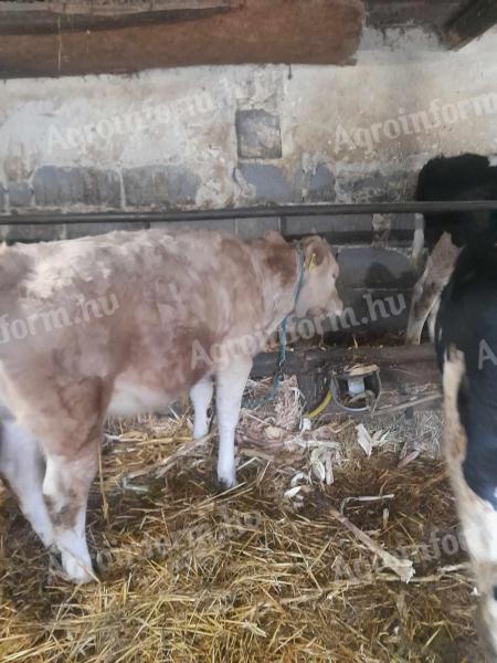 Heifer calf for sale