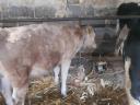 Heifer calf for sale