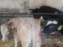 Heifer calf for sale