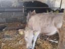 Heifer calf for sale