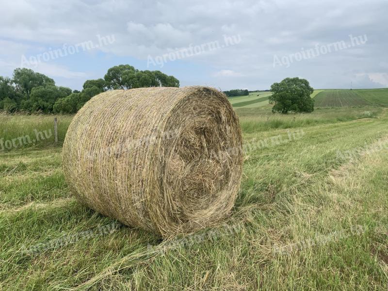 Bela siana na sprzedaż