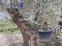 Olive trees for sale