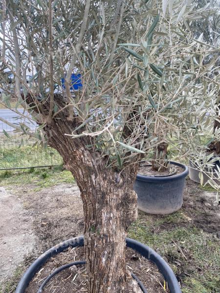 Olive trees for sale