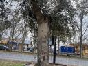 Olive trees for sale