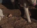 Kuvasz dogs