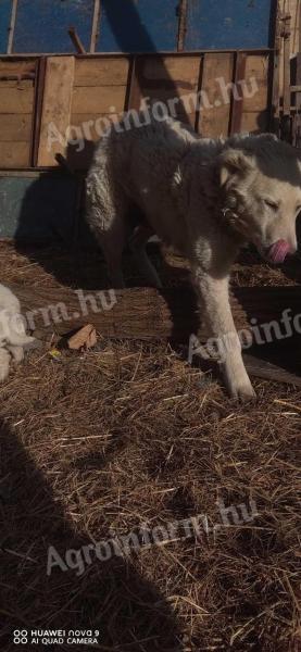 Kuvasz dogs