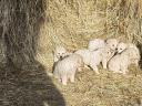 Kuvasz dogs