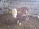 4 bull calves for sale