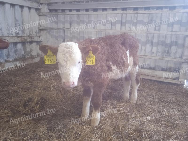 4 bull calves for sale