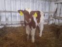 4 bull calves for sale