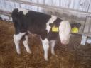 4 bull calves for sale