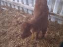 4 bull calves for sale