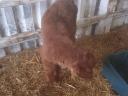 4 bull calves for sale