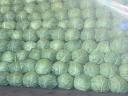 Cabbage for sale