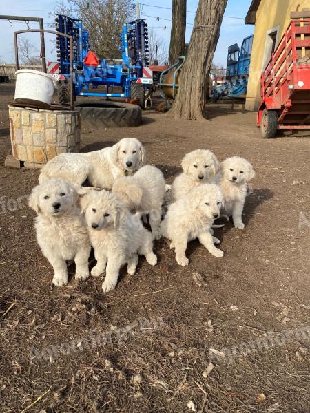 Šteniatka Kuvasz hľadajú domov