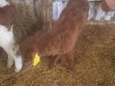 3 bull calves for sale