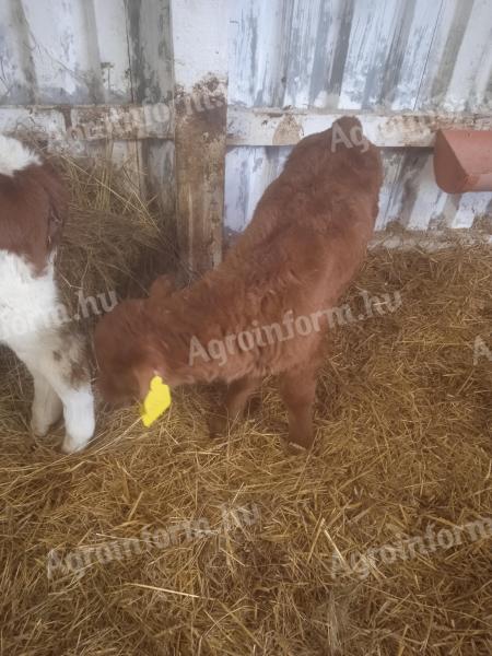 3 bull calves for sale