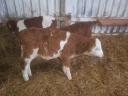 3 bull calves for sale