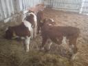 3 bull calves for sale