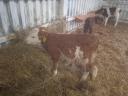 3 bull calves for sale