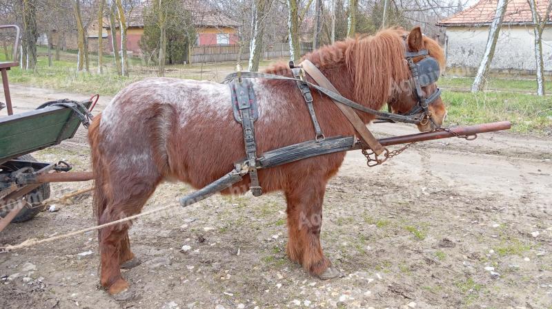 Predám žrebca shetlandského poníka