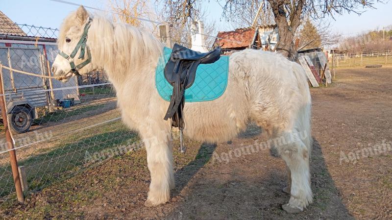 For sale a large pony with a good carriage and a good back