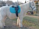 For sale a large pony with a good carriage and a good back