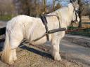 For sale a large pony with a good carriage and a good back