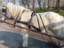 For sale a large pony with a good carriage and a good back