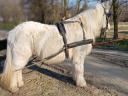 For sale a large pony with a good carriage and a good back