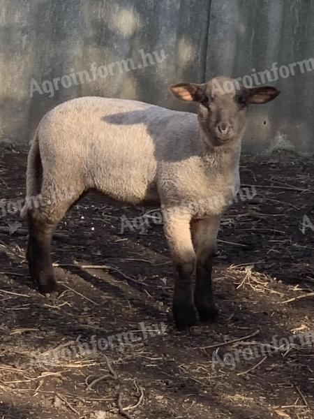 Hochwertige Lämmer zu verkaufen