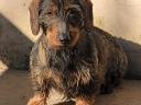 Spiny-haired dachshund