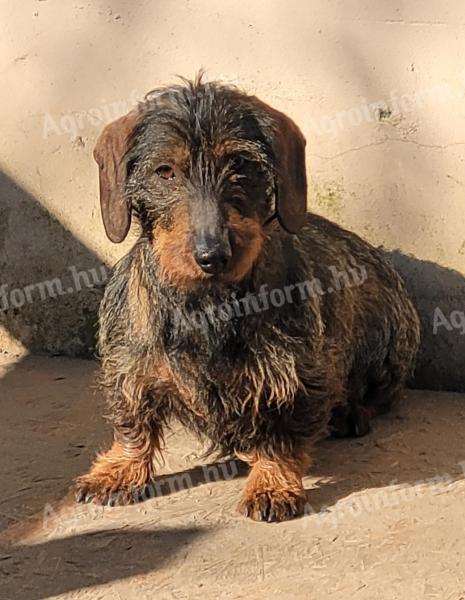 Spiny-haired dachshund