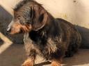 Spiny-haired dachshund