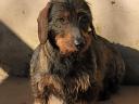 Spiny-haired dachshund