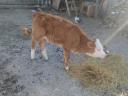 Small calf