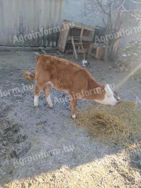 Small calf