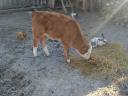 Small calf