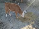 Small calf