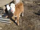 Small calf