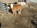 Small calf