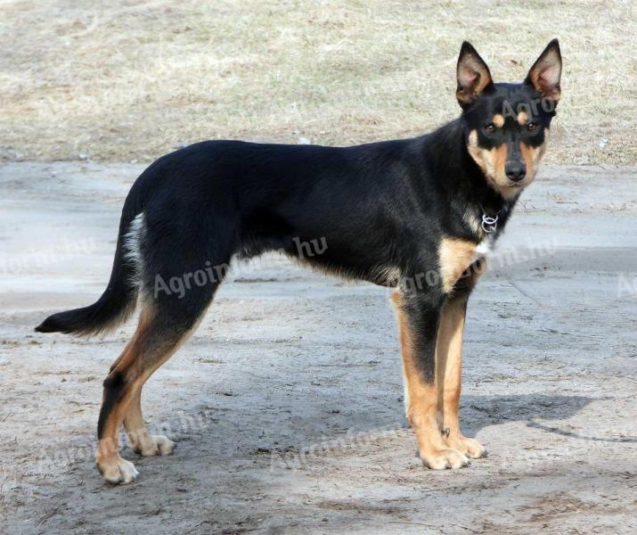 Kelpie studenti su prethodno obučeni rukovatelji hranom