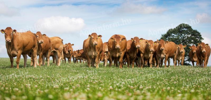 Ich möchte eine Limousin-Färse und einen Limousin-Bullen kaufen.