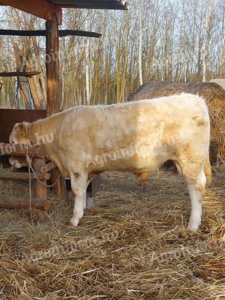 Býk plemene Charolais na prodej