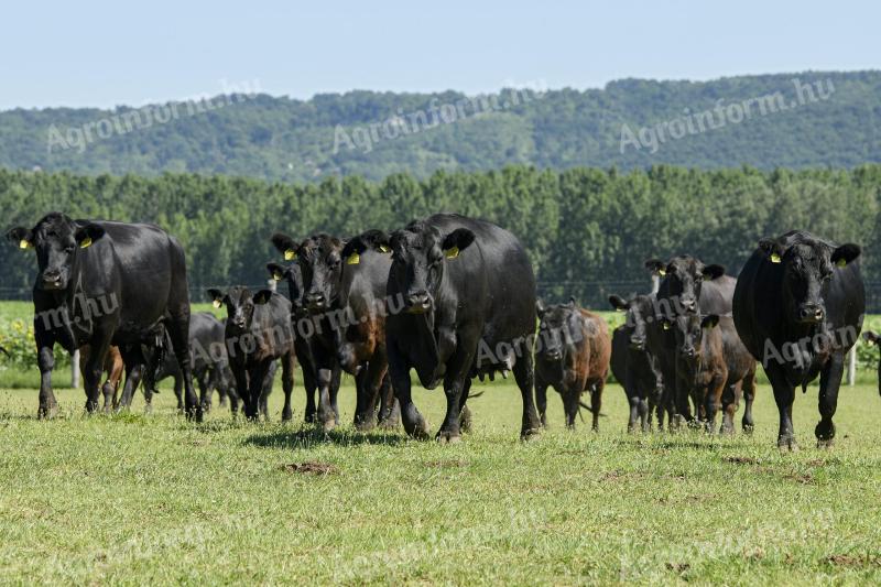 Îngrijitor de animale, operator de mașini loc de muncă în județul Pesta